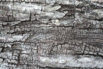 Tree bark texture, close-up