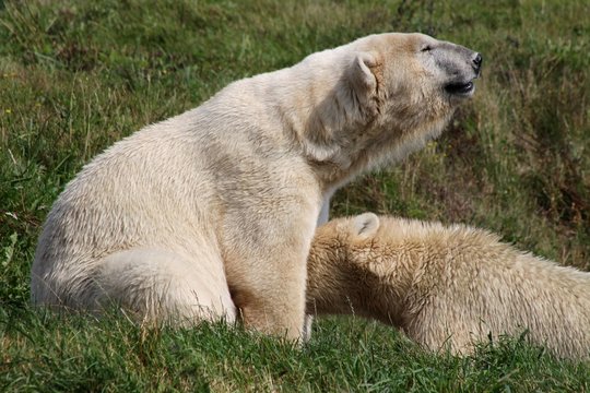 Polar bear feeding her baby