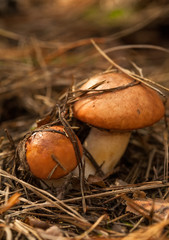 Boletus mushrooms in forest