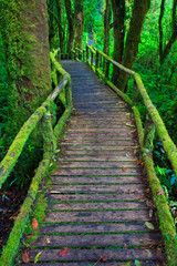 Wooden path in tropical rain forest