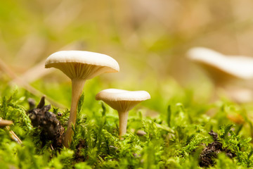 Mushrooms in forest