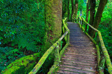 Fototapeta na wymiar Wooden path in tropical rain forest