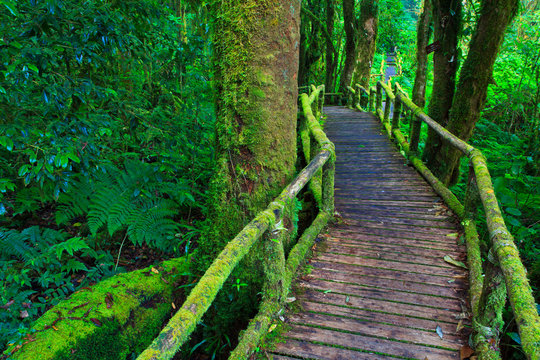 Fototapeta Wooden path in tropical rain forest