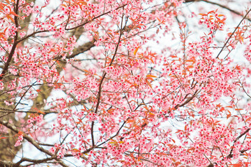 Cherry Blossom or Sakura
