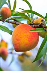 Peach on the tree