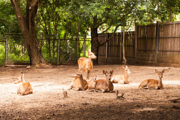 Deer in the zoo in thailand.