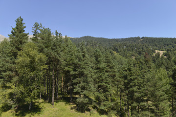Obraz premium conifer trees on the mountains
