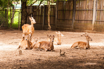 Deer in the zoo in thailand.