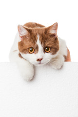 Cute kitten with blank billboard.  Lovely British Shorthair kitt
