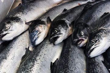Fresh fishes in a market. seafood in market closeup background