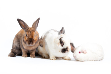 rabbit and rat family