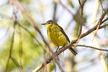 Obraz premium Yellow wagtail on a branch