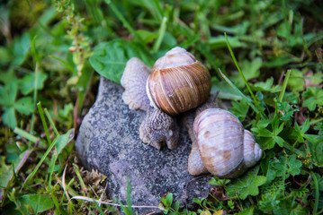 Snails on the stone