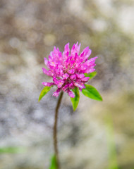 Clover flower