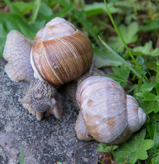 Snails on the stone