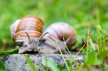 Snails on the stone