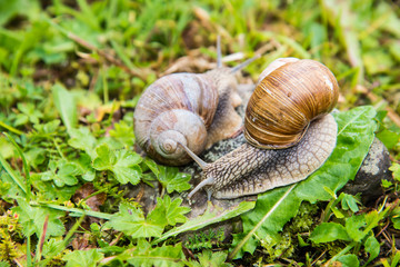 Snails