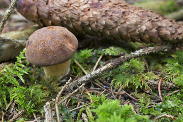 Mushroom Bay bolete - Xerocomus badius - in the forest