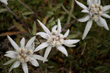 Edelweiss
