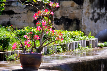 Azalea flowers tree in pot put on concrete floor in the garden