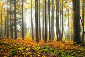 Obrazy na Plexi  Jesienny kolor lasu