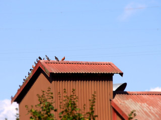 Tauben auf Dach