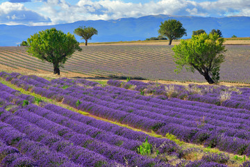 Plakat Provence landscape