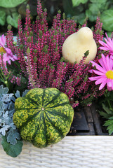 Mix of beautiful vivid terrace fall flowers and pumpkin