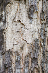 tree bark