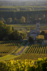 Vineyard landscape-Vineyard south west of France-Sauternes-Loupi