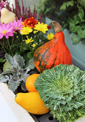 Mix of beautiful vivid terrace fall flowers and pumpkin