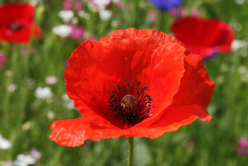 close up of red poppy