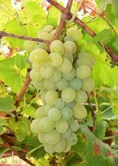 grappolo di uva bianca © paolofusacchia