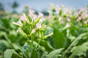 Tobacco Flowers In The Farm Plant Of Thailand