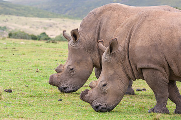 Obraz premium wild rhino