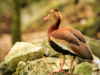 Black-bellied Whistling  Tree Duck