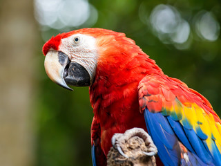 Portrait of ..Portrait of Scarlet Macaw parrot