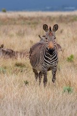 Fototapeta na wymiar mountain zebra