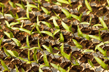 vegetable seedlings