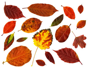 Fototapeta premium Collection of autumn leaves isolated on white