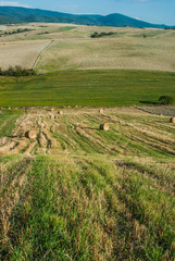 Paesaggio toscano di campagna, colline coltivazioni, agricoltura