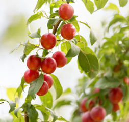 plums on the tree in nature
