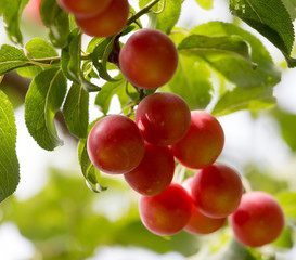 plums on the tree in nature