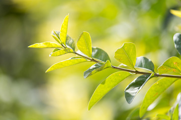 beautiful branch with leaves in nature