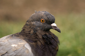 gołąb