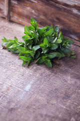 Fresh green leaves of mint