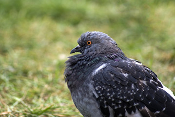 gołąb