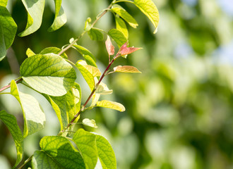 beautiful branch with leaves in nature