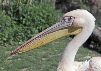 White pelican