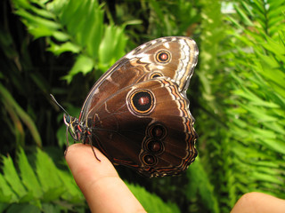 Morpho peleides